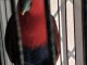 Tr&egrave;s beau perroquet eclectus femelle