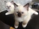  Chatons Ragdoll recherche nouveau familles