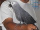 Superbes Couple Perroquet Gris du Gabon