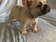 bouledogue fran&ccedil;ais femelle