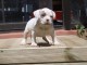 A donner Chiot femelle American bully 3 mois