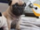  Magnifiques chiots bouledogue fran&ccedil;ais 