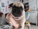  Magnifiques chiots bouledogue fran&ccedil;ais 