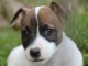 Adorable chiots JACK RUSSEL sevr&eacute; disponible