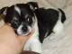 Tr&egrave;s jolie chiots CHIHUAHUA mimi