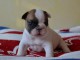 CHIOTS BOULEDOGUE FRAN&Ccedil;AIS &Agrave; DONNER 0756809741