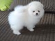 Disponible sur une magnifique chiots de type Spitz de pom&eacute;ranien
