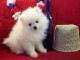 Disponible sur une magnifique chiots de type Spitz de pom&eacute;ranien