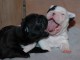 2 Petite boule bouledogue fran&ccedil;ais femelle et M&acirc;le