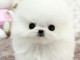 Magnifique type Teacup Pomeranian m&acirc;le et femelles