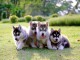 Pour No&euml;l chiots Husky de Sib&eacute;rie a donner contre bon soins