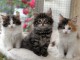 Chatons Norv&eacute;gien a donner 
