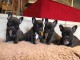 Chiots Bouledogue fran&ccedil;ais
