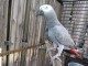 Perroquet Gris du Gabon M&acirc;le 2 ans 
