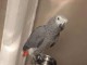 perroquet gris de gabon