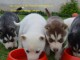  Donne  chiots husky sib&eacute;rien 0644632517