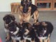9 CHIOTS BERGERS ALLEMANDS  LOF (6 FEMELLES & 3 M&Acirc;LES)