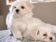 CHIOTS BICHONS FRIS&Eacute;S  LOF disponible  de suite