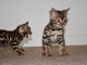 magnifiques chatons bengal