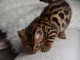magnifiques chatons bengal