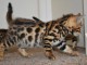 magnifiques chatons bengal