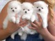  chiots Spitz nain pomeranien 