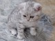 Chatons British shorthair &agrave; donner