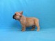 Disponibles chiots bouledogue fran&ccedil;ais