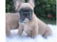 Chiots bouledogue fran&ccedil;ais