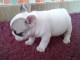 Jolie chiot bouledogue fran&ccedil;ais femelle &agrave; donner