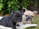 Magnifique chiots de race bouledogue fran&ccedil;ais