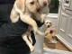  Jolie port&eacute;e de chiots Labradors