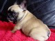 Magnifique Bouledogue Fran&ccedil;ais femelle