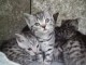 Chatons British shorthair &agrave; donner