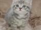 Chatons British shorthair &agrave; donner