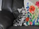 Chatons British shorthair &agrave; donner