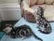 Chatons British shorthair &agrave; donner