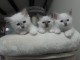 Magnifique Chatons Sacre de Birmanie &agrave; donner