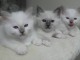 Magnifique Chatons Sacre de Birmanie &agrave; donner