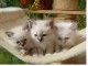 Magnifique Chatons Sacre de Birmanie &agrave; donner