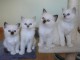 Magnifique Chatons Sacre de Birmanie &agrave; donner