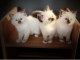 Magnifique Chatons Sacre de Birmanie &agrave; donner