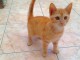 Magnifique Chatons &agrave; donner