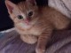 Magnifique Chatons &agrave; donner