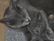 Superbes b&eacute;b&eacute;s chartreux sont disponibles de suite