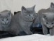  5 petites femelles et m&acirc;les Chartreux