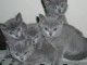 Superbes chatons chartreux ag&eacute;s de trois mois