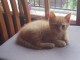 Magnifique Chatons &agrave; donner