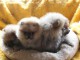 Magnifiques Chiots Spitz Nain Pom&eacute;ranien 