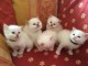Chatons Sacr&eacute; de Birmanie Pure Race